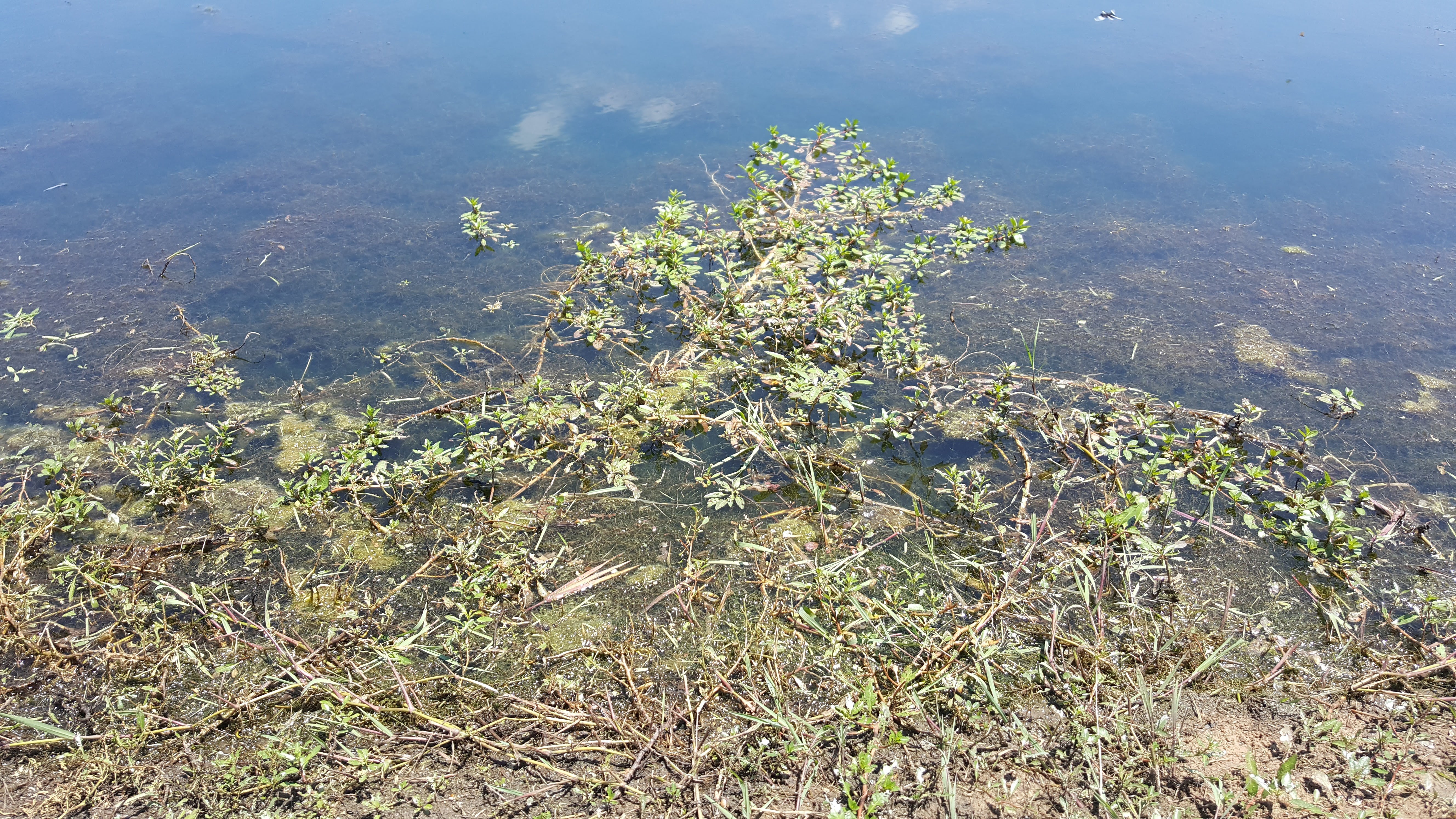 Unmanaged Pond with Weeds and Algae