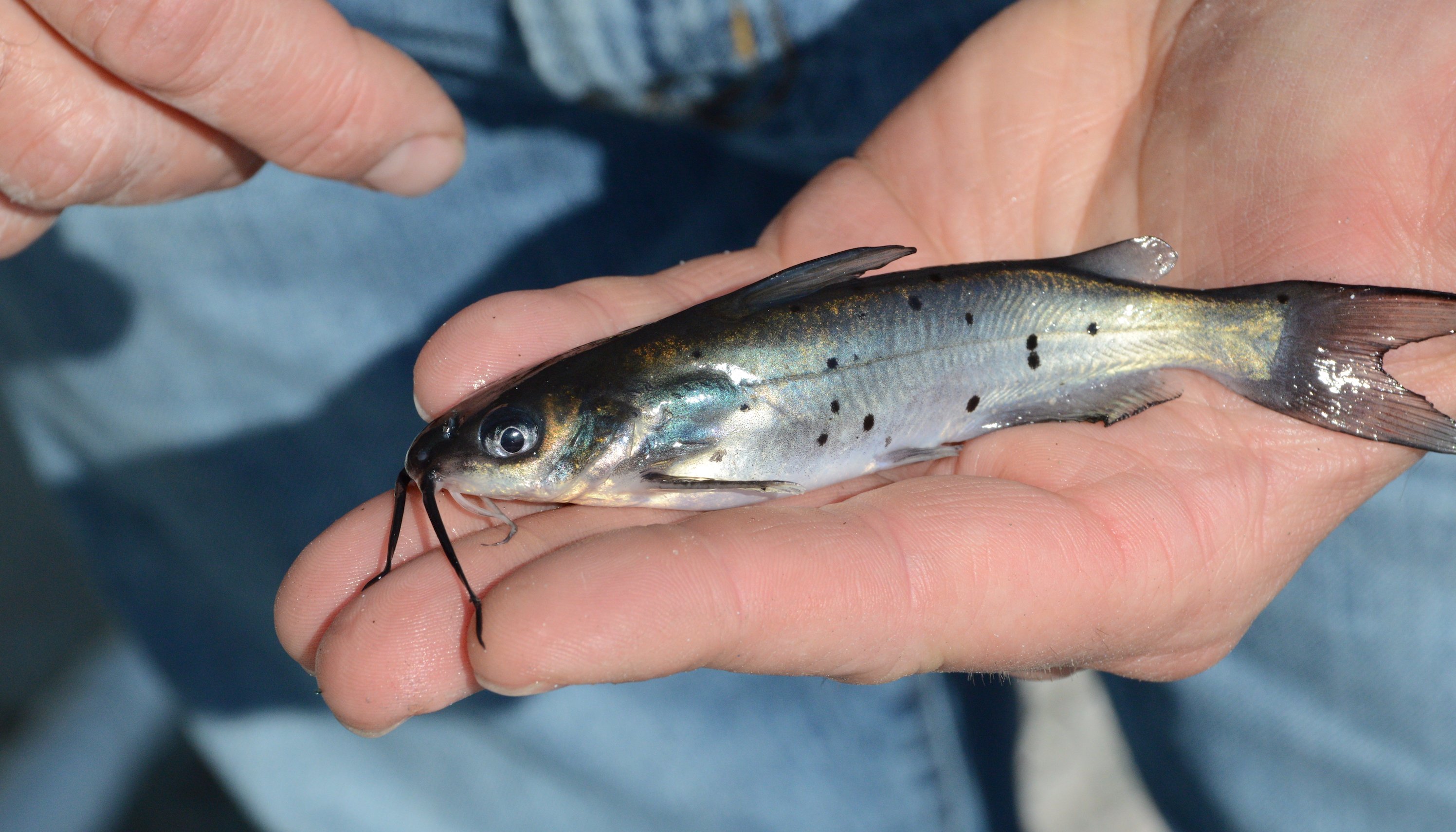 How often do you need to restock your pond?