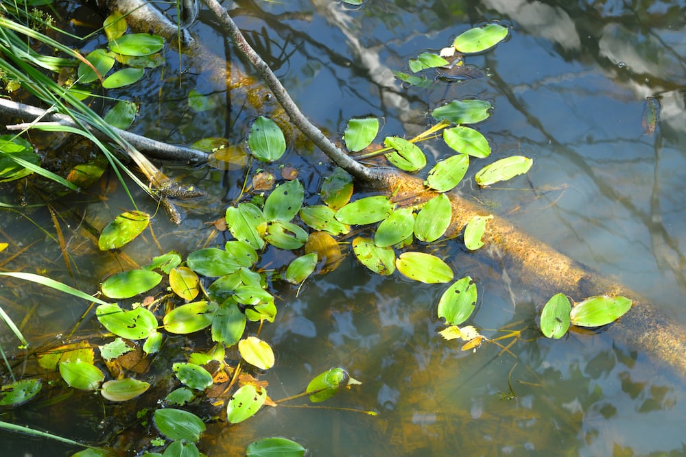Aquatic Weed Control for Lakes and Ponds