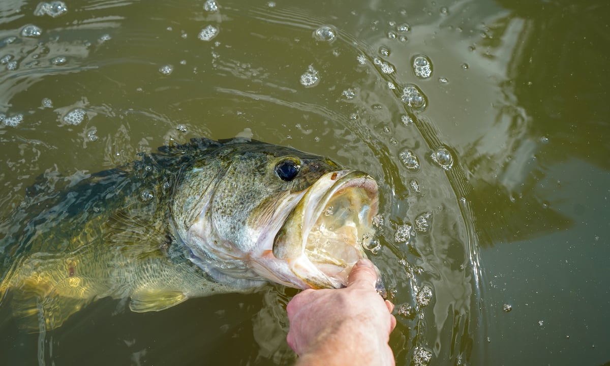 Releasing a largemouth bass