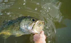 Releasing a largemouth bass