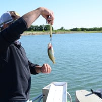 Bass Harvest