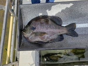 Blue Gill-1