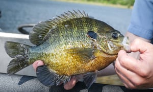 Broodstock-size-bluegill