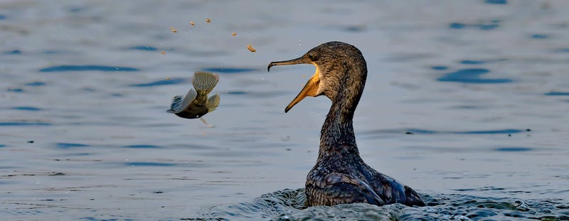 Cormorant-tossing-bluegill