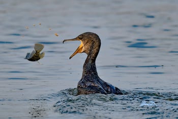 Cormorant-tossing-fish