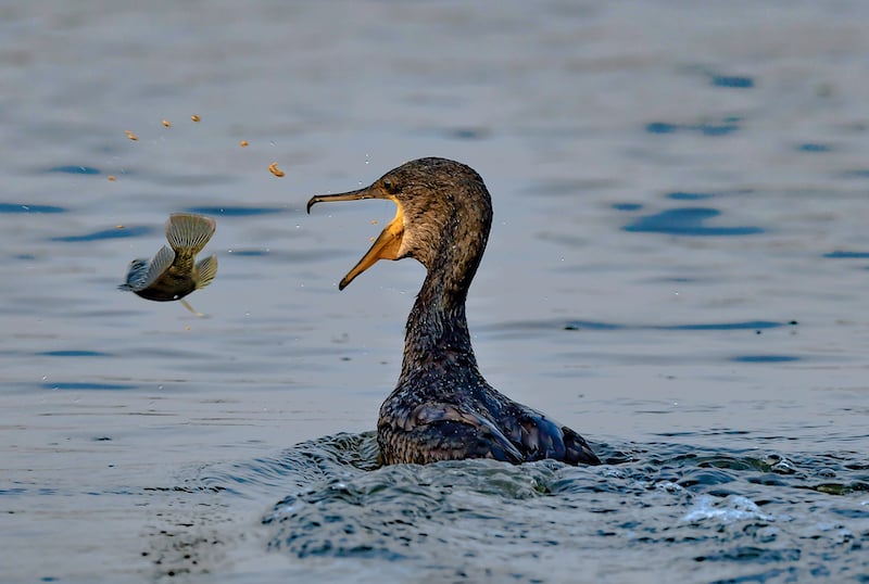 Preventing Cormorant Predation