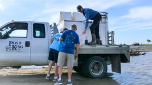 Couple-inspecting-fish-at-pondking-delivery-truch