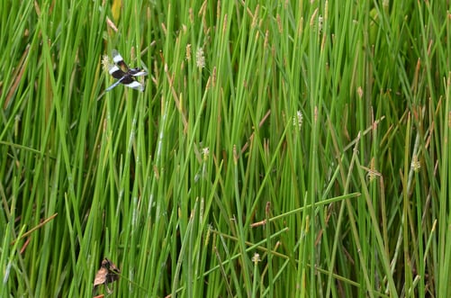 Dragonfly-Sedges-4 