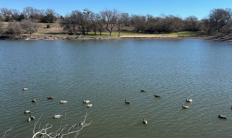 Duck Decoys on pond