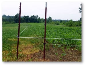 Electric Exclusion Fencing for Deer Food Polts