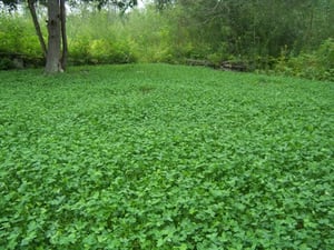 Feeding plot for deer