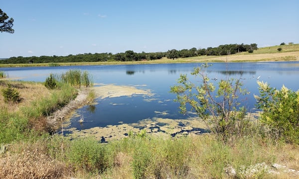 Types of Aquatic Vegetation - the good, the bad and the ugly