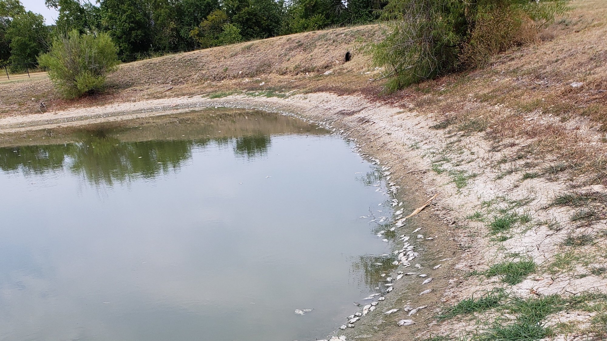 Fish-Kill-in-North-Texas