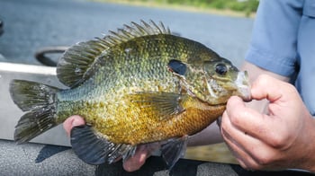 Broodstock sized Bluegill