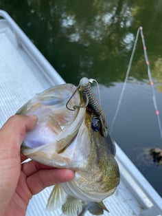 Bass-with-lure-in-mouth