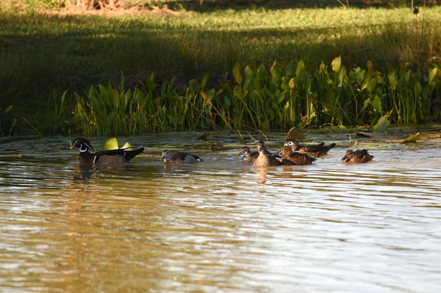 ducks in pond near duck potato