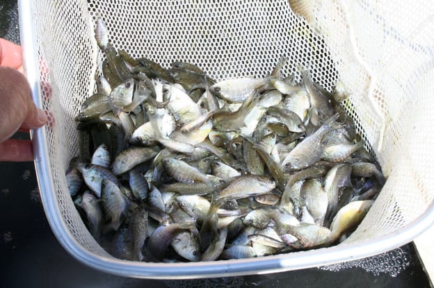 Net full of coppernose bluegill for supplemental stocking