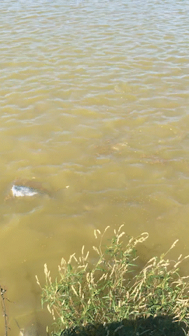 catfish feeding on pelleted food