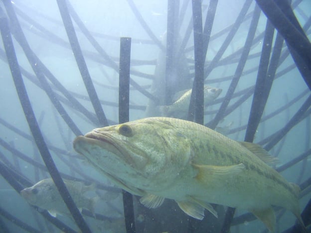 largemouth bass in artificial fish habitat