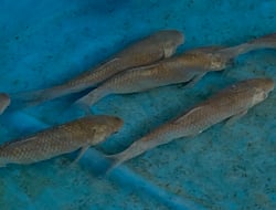 Grass Carp in a Tank