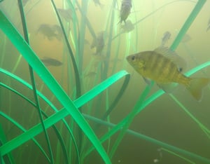 Artificial Fish Habitat