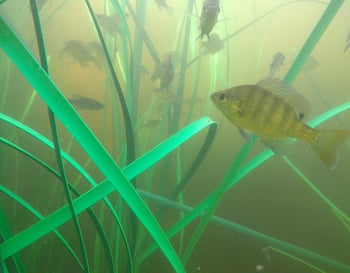 Grass-with-fish