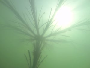 submerged artificial fish habitat