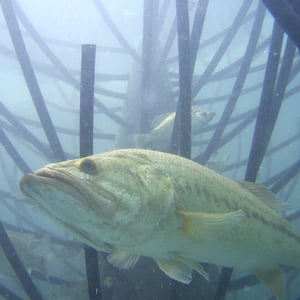 Bass lying in wait to ambush prey