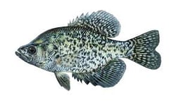 Hybrid Crappie-new copy