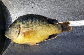 Hybrid-bluegill