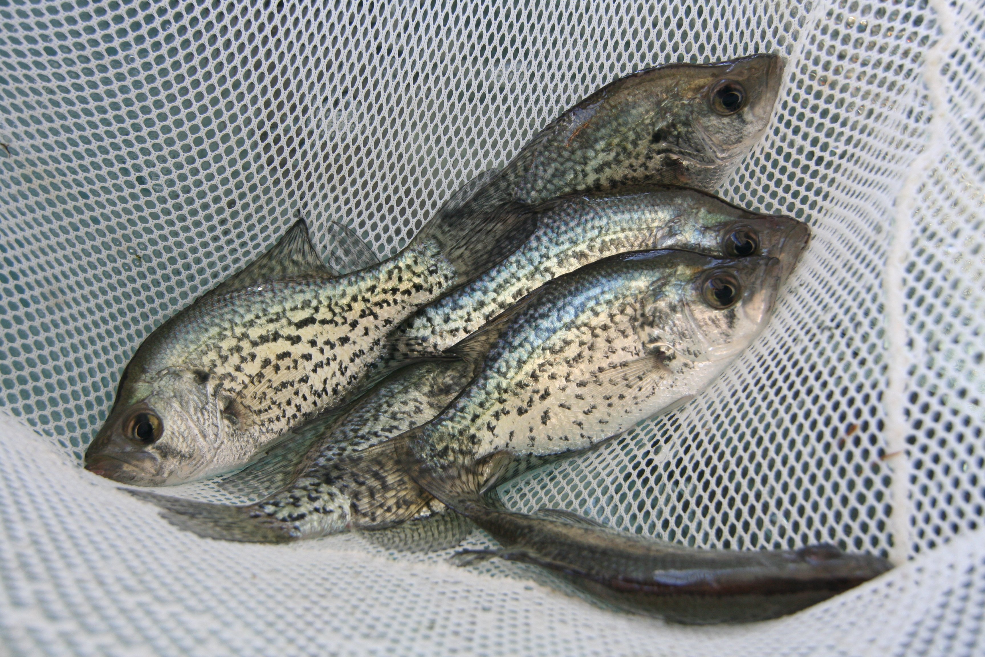 hand stocking a pond with fish 