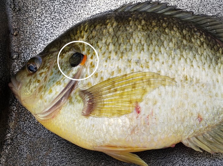 Why Stock Redear Sunfish?