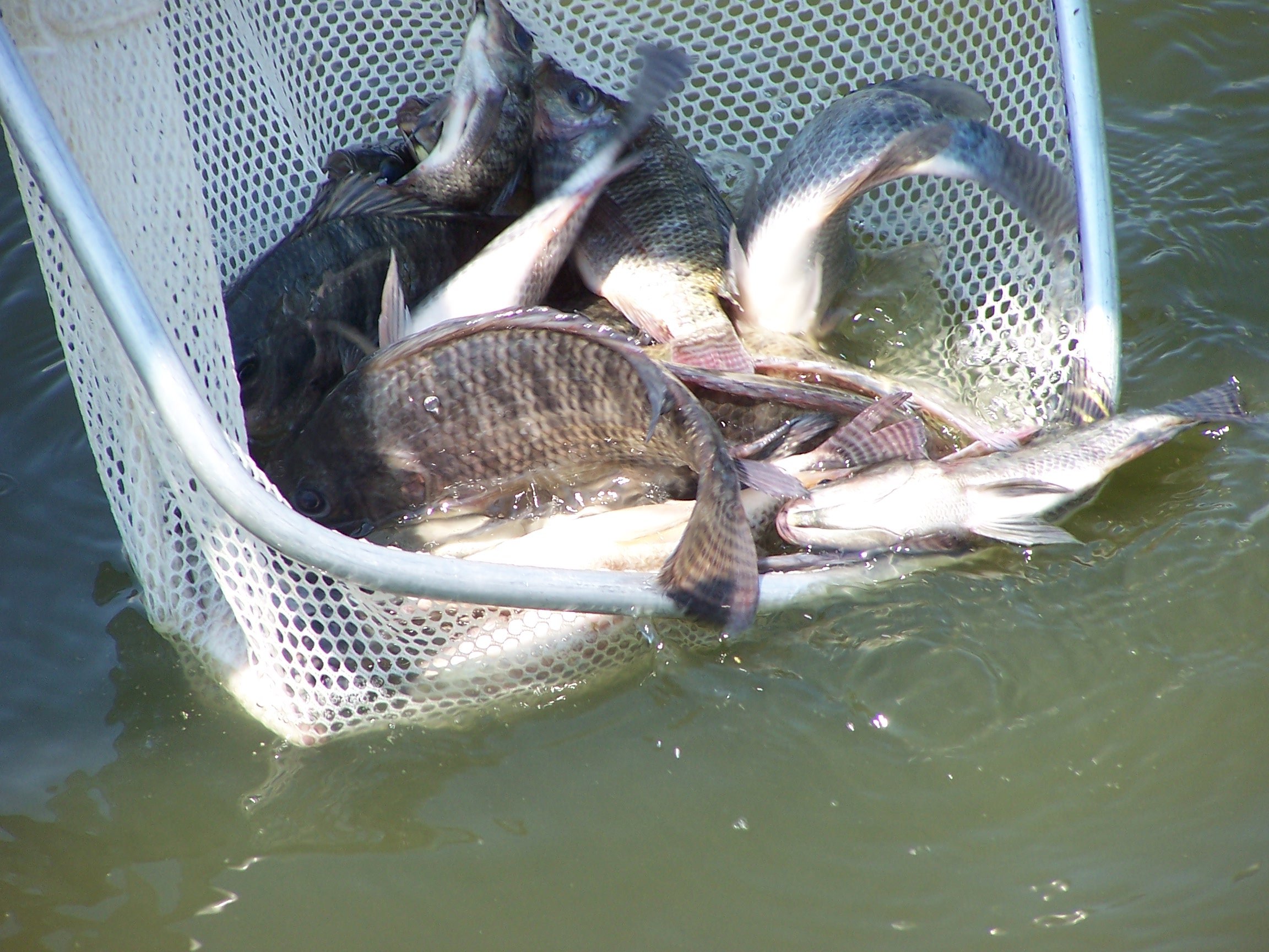 Fish being caught with a net