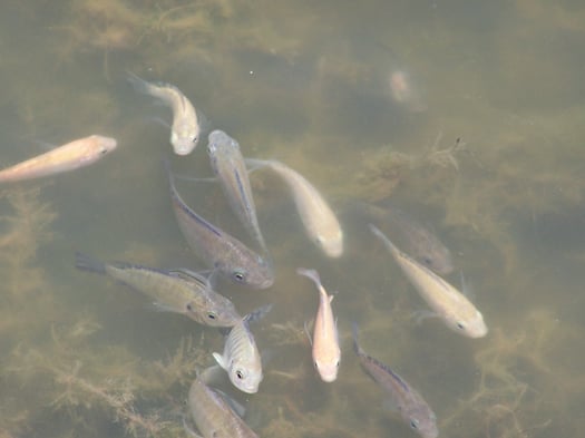 Tilapia in Texas Ponds