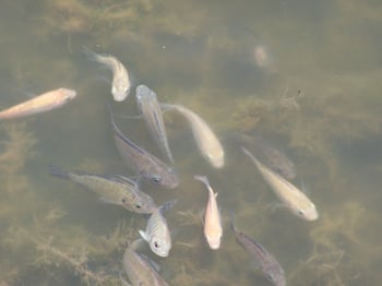 Fish swimming in a cloudy pond