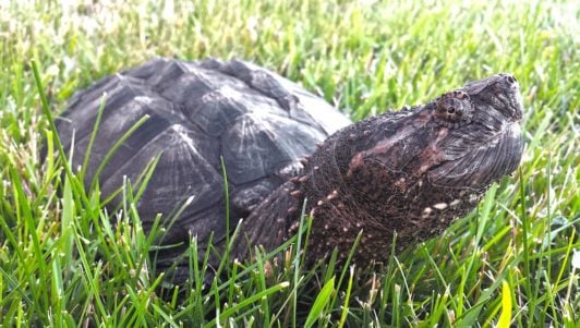 Alligator Snapping Turtle, an aggressive type of turtle