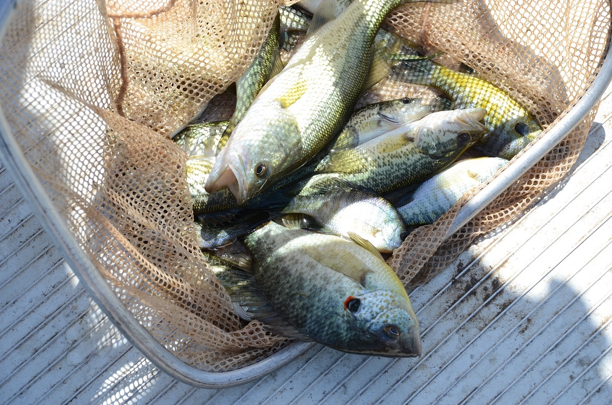 Raising Trophy Bass 6 Steps to Big Bass Pond Management