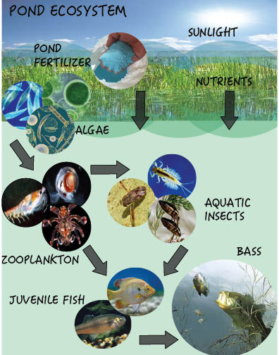 Pond ecosystem infographic