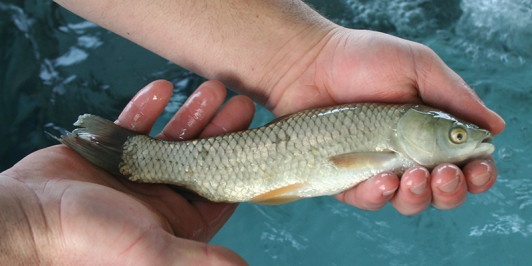 Grass Carp in Texas