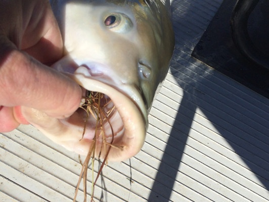 Grass Carp Eating Grass