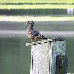 Female Wood Duck on Nesting Box