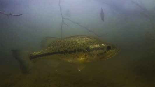 Trophy Bass Water Quality