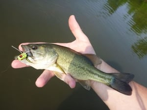 Skinny Largemouth Bass