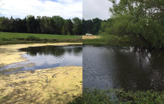 Before and After Pond Algae Control Fish