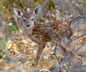 white-tailed deer fawn