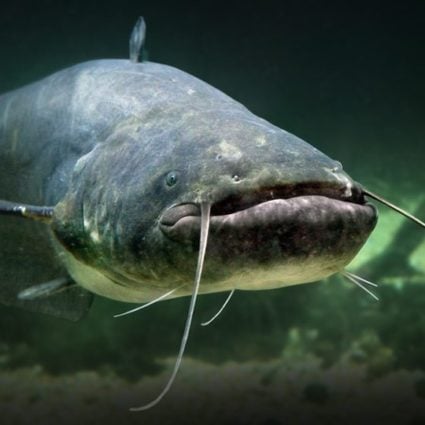 Catfish and Bass: Keeping Both in the Same Pond