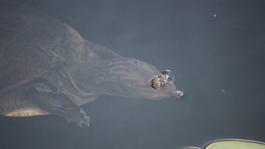 An unusual type of turtle, the Softshell Turtle