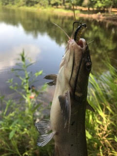 Bass hanging from a bait hook next to a lake