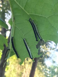 Insects on a catalpa tree leaf